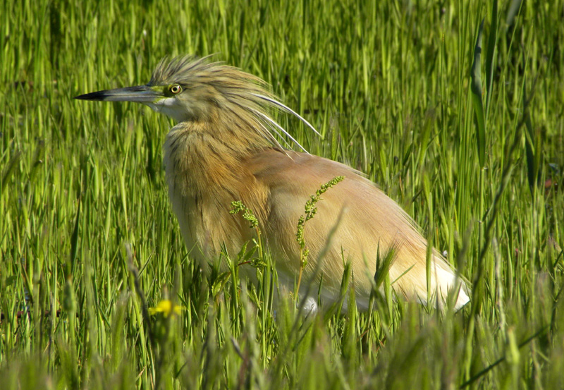 Sgarza ciuffetto...arruffata  :-)